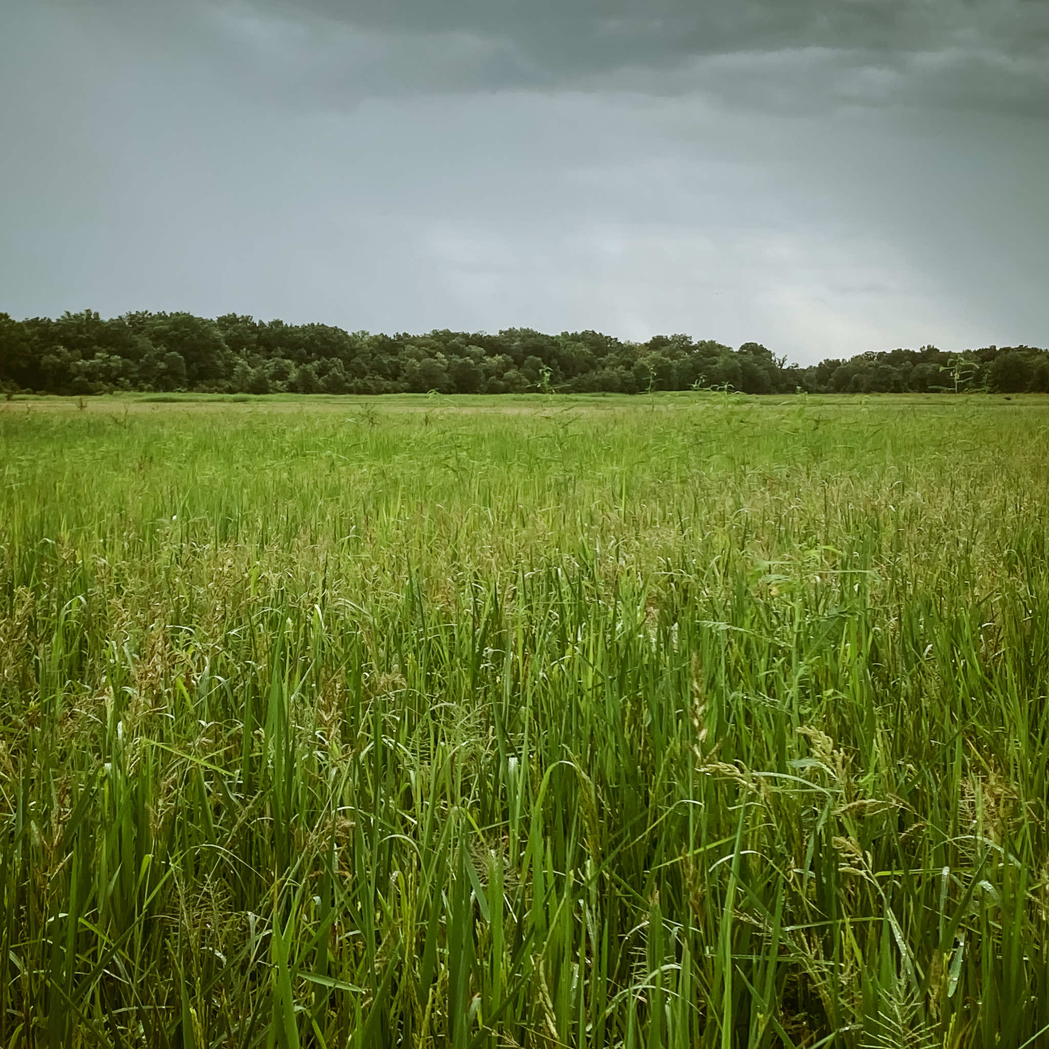 Wild millets, sprangletop and rice growing in one of the many moist soil impoundments at Two Rivers Duck Clubs ensuring large numbers of waterfowl winter here every season