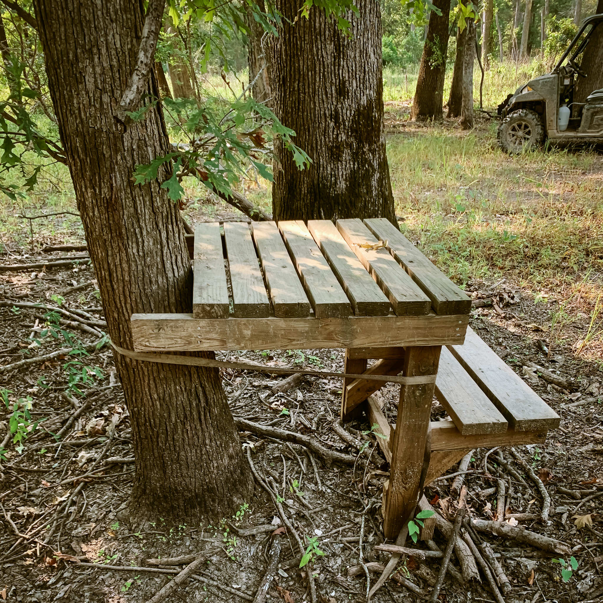 Dog stand in the flooded timber during the off-season at Two Rivers Duck Club in Brasfield, Arkansas