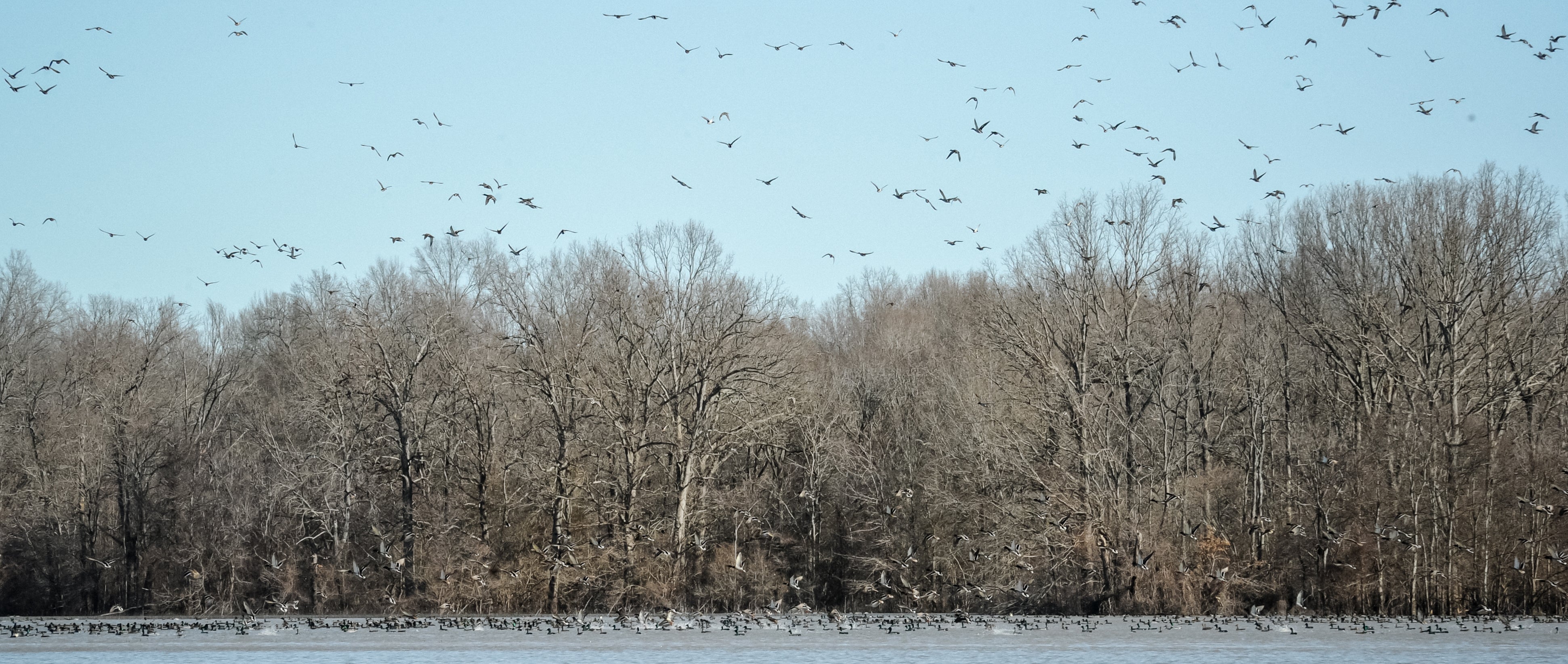 Thousands of mallards in flooded Arkansas fields and green timber at Two Rivers Duck Club.