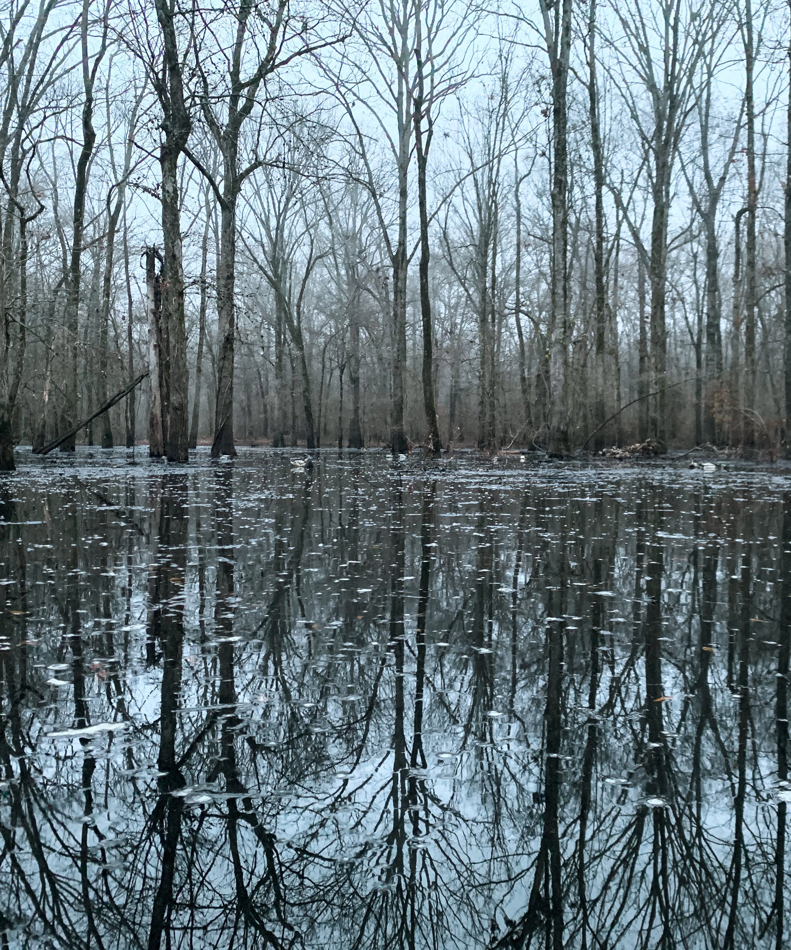A morning view of an Arkansas flooded timber hole at Two Rivers Duck Club