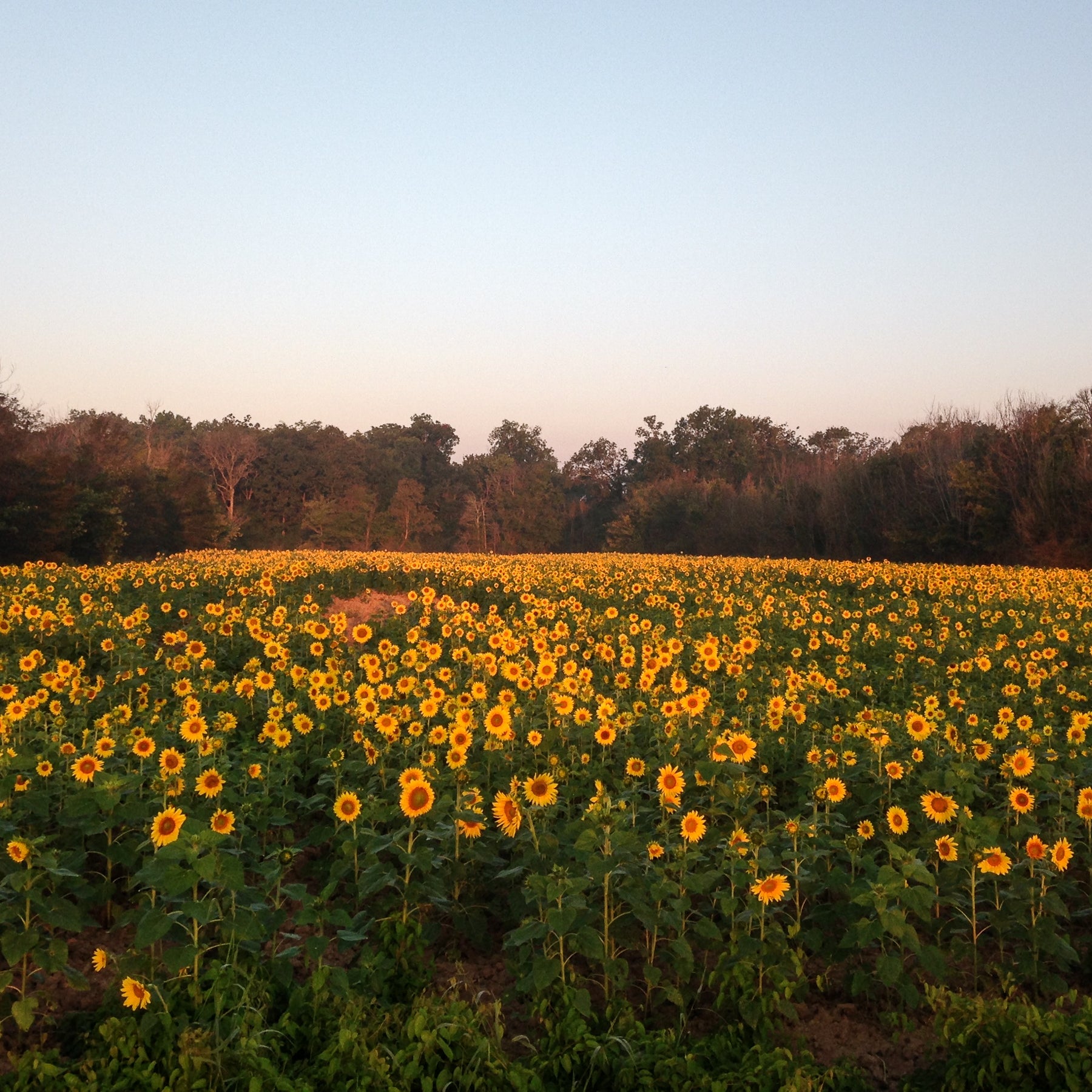 Sunflowers planted at Two Rivers Duck Club. One of the 600 acres in food plots at the clulb.