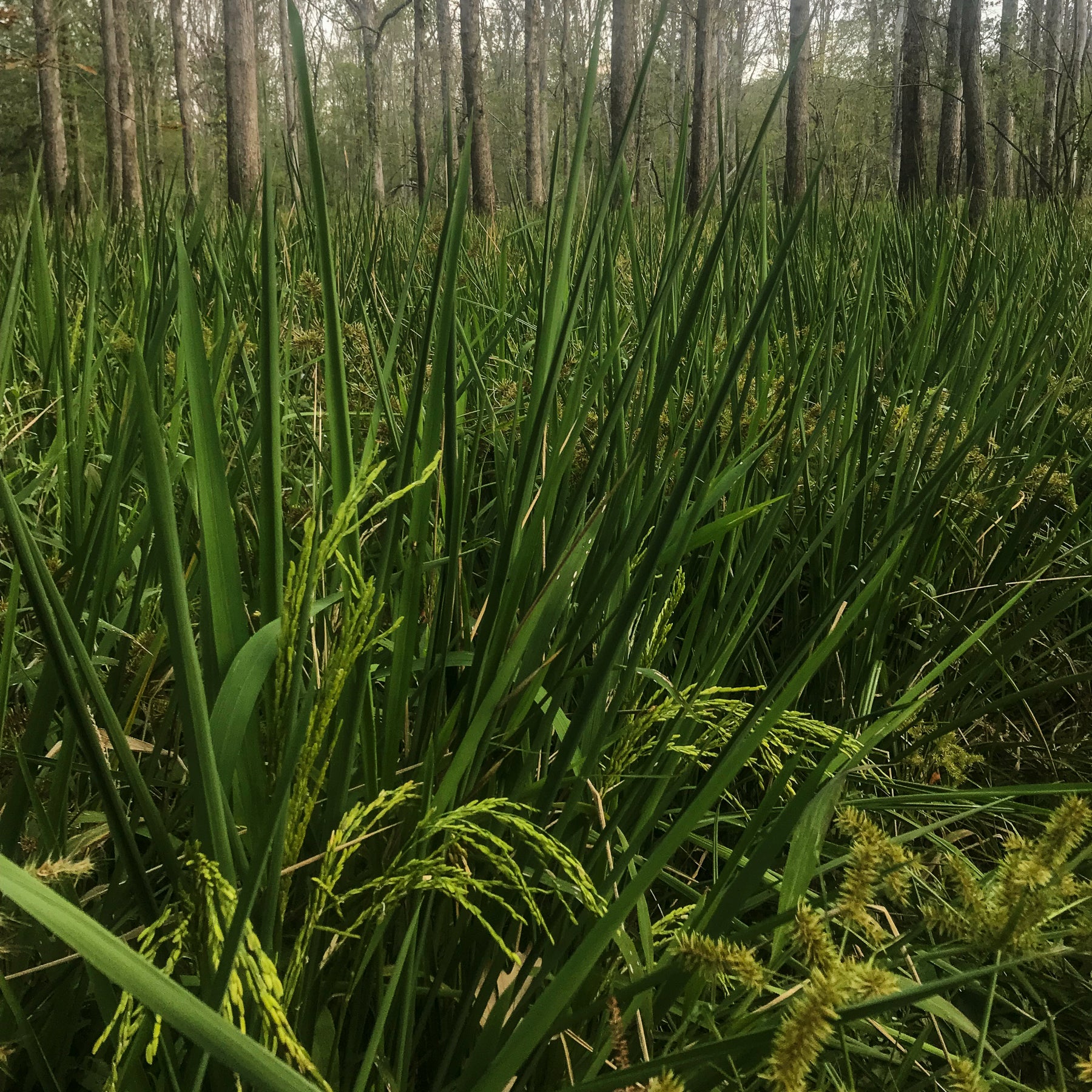 Heading rice within Arkansas flooded green timber at Two Rivers Duck Club.