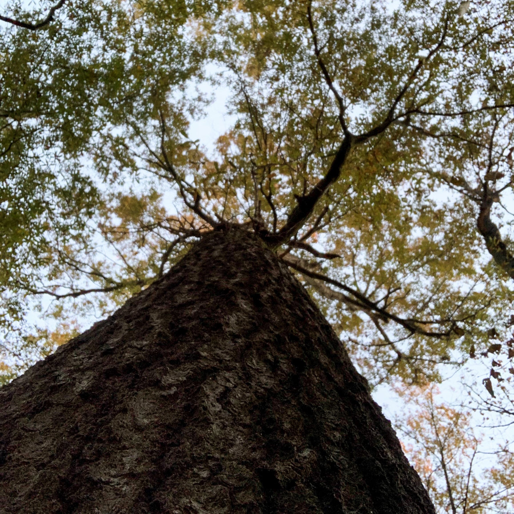 Towering mature red oak at Two Rivers Duck Club's green tree reservoir.