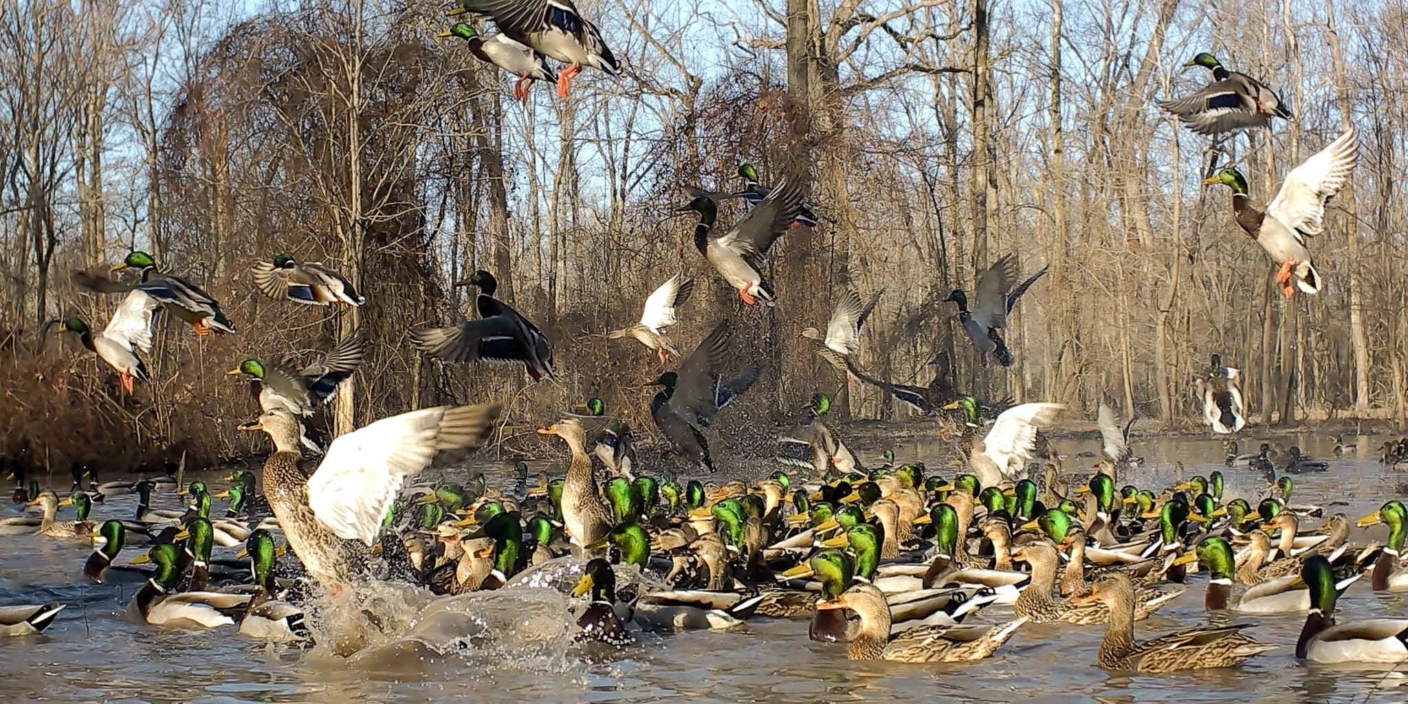 Mallards taking flight in the Arkansas flooded green timber at Two Rivers Duck Club.