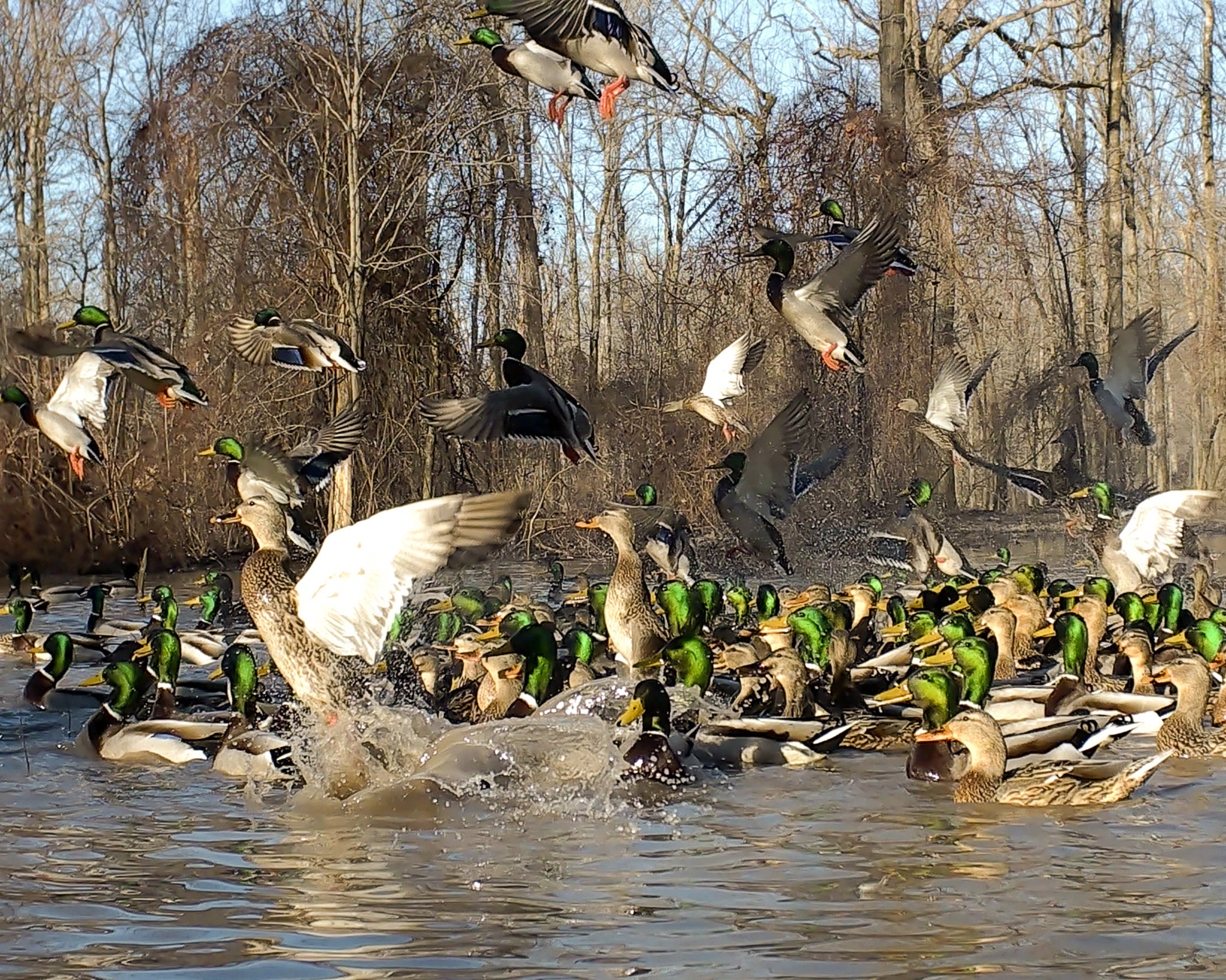 Mallards flying off the water in Arkansas flooded green timber at Two Rivers Duck Club 