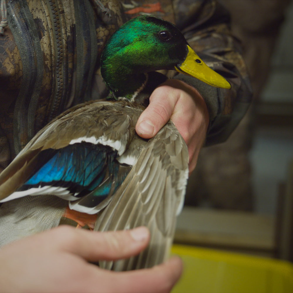 Aging the waterfowl at Two Rivers Duck Club.