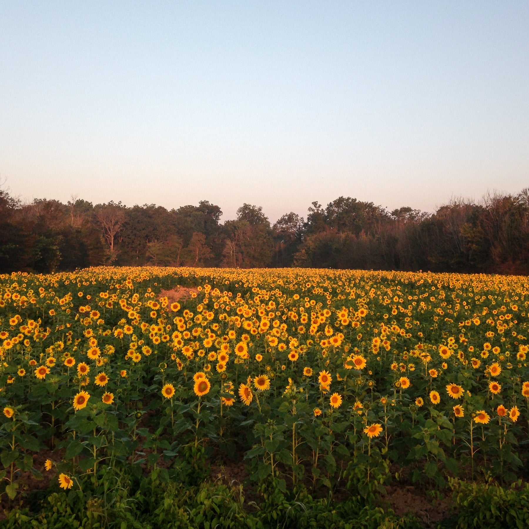 Sunflowers planted at Two Rivers Duck Club. One of the 600 acres in food plots at the clulb. 